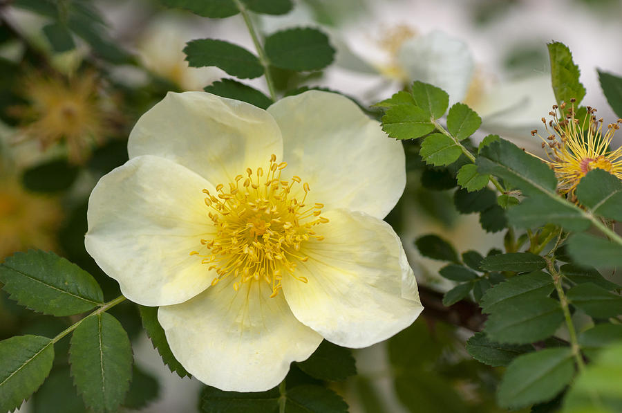 Rosa Xanthina Lindl In Bloom 2 Photograph by Jenny Rainbow