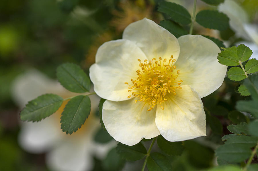Rosa Xanthina Lindl In Bloom 4 Photograph by Jenny Rainbow
