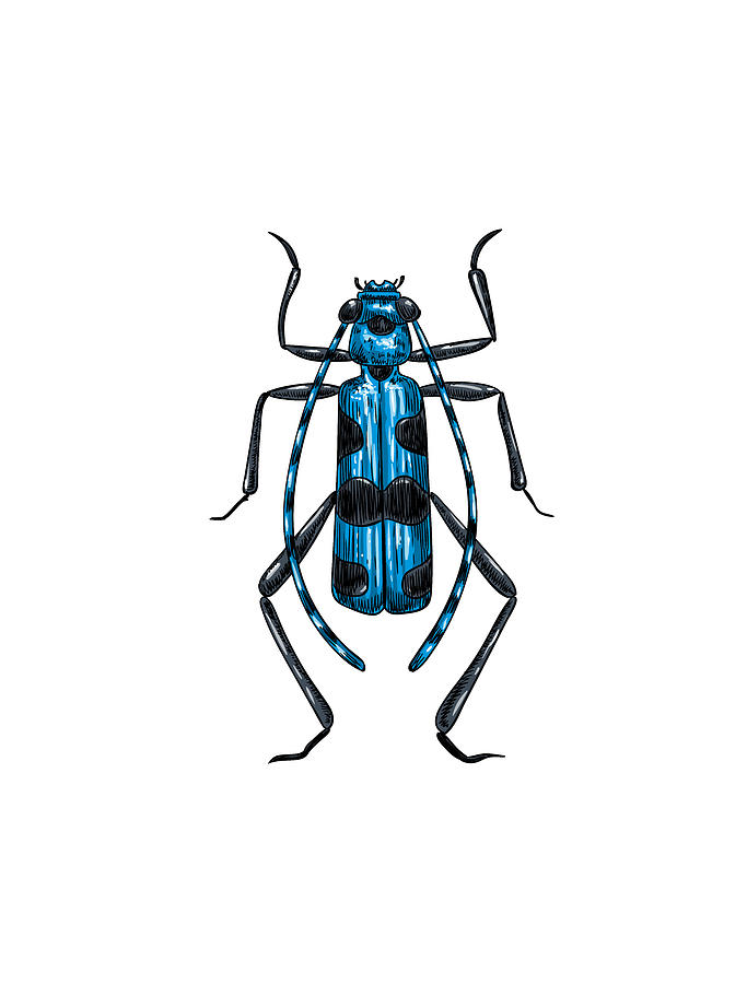 Rosalia Alpina beetle Digital Art by Katerina Kirilova | Fine Art America