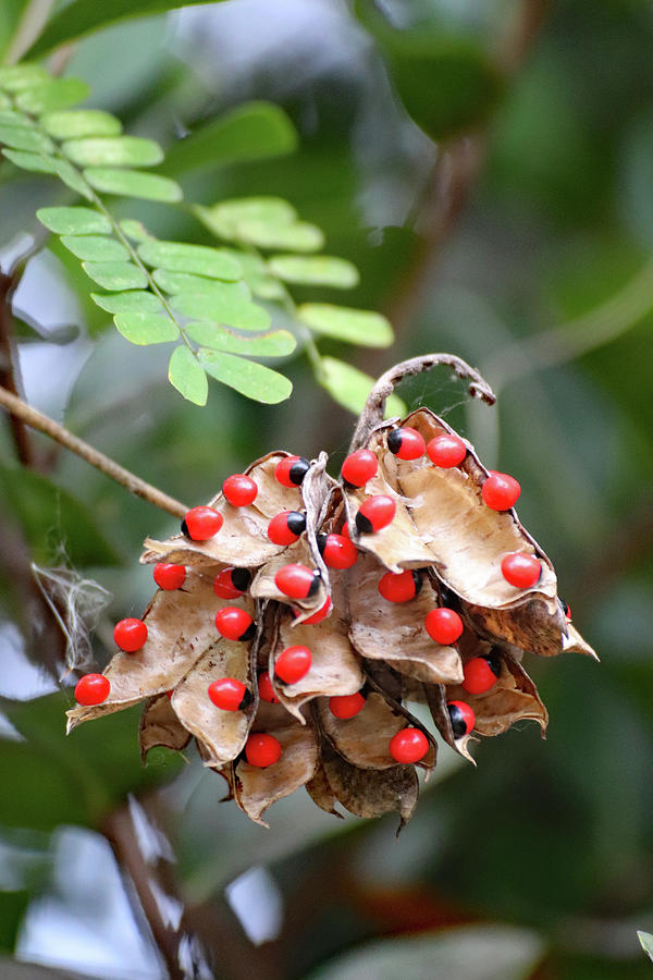 Rosary Pea Plant Photograph by David T Wilkinson