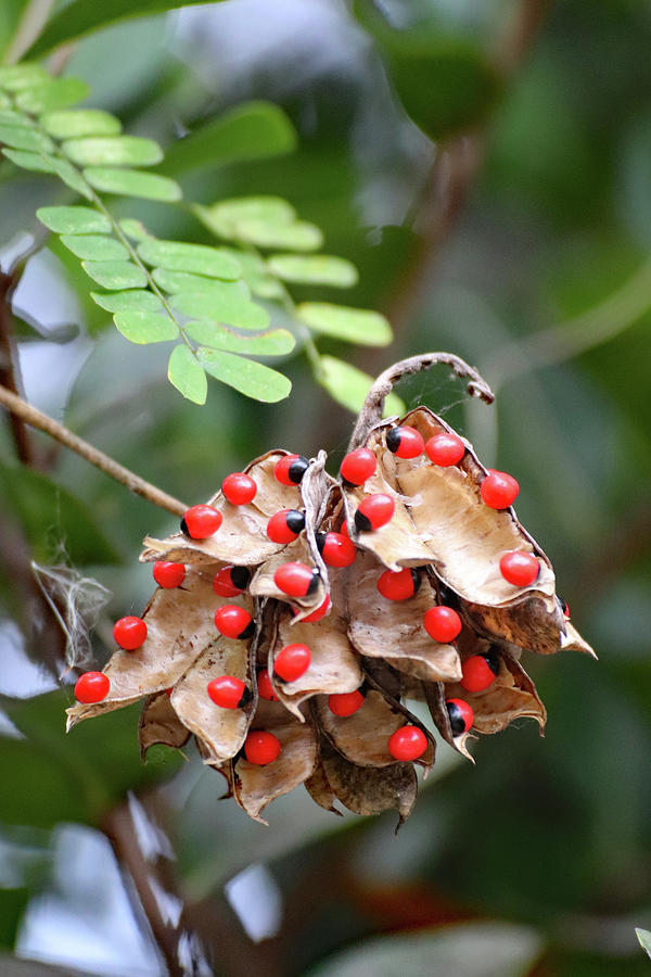 Rosary Pea Plant Photograph