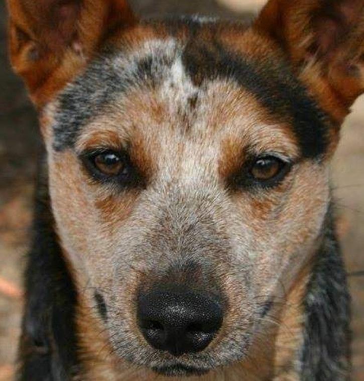 Roscoe - Australian Cattle Dog Portrait Photograph by Jennifer McDuffie ...