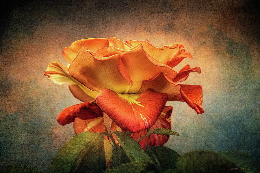 Rose #1 Photograph by Michael McKenney