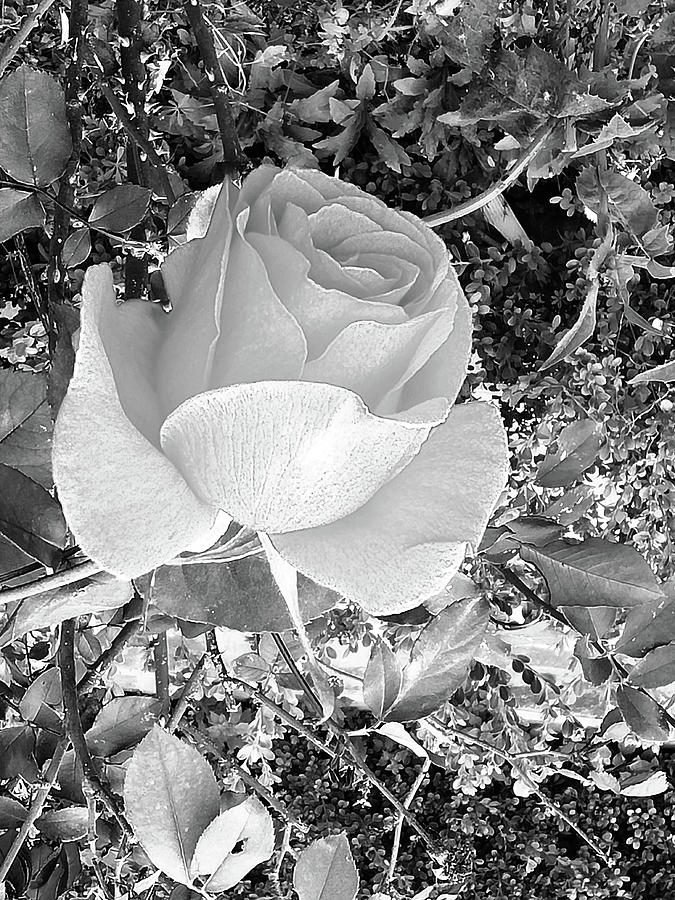 Rose #13 Photograph