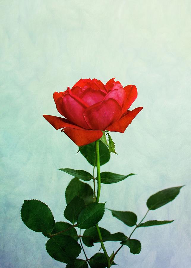 Rose #2 Photograph by Allin Sorenson
