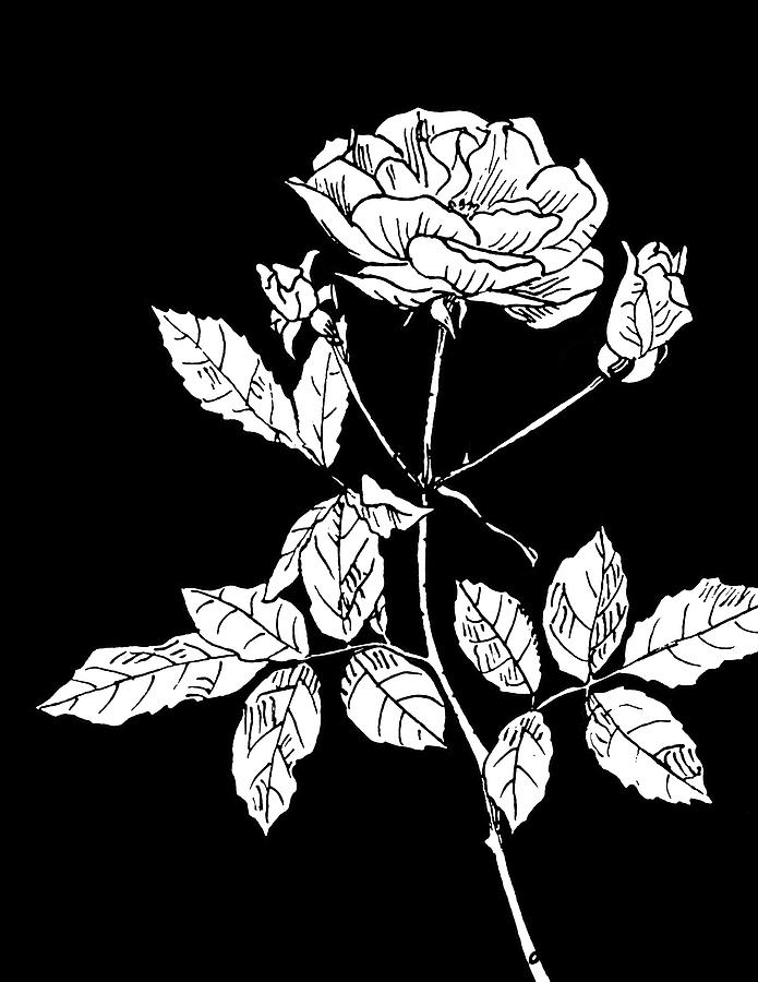 Rose 2 On Black Drawing