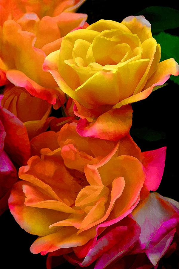 Flower Photograph - Rose 276 by Pamela Cooper