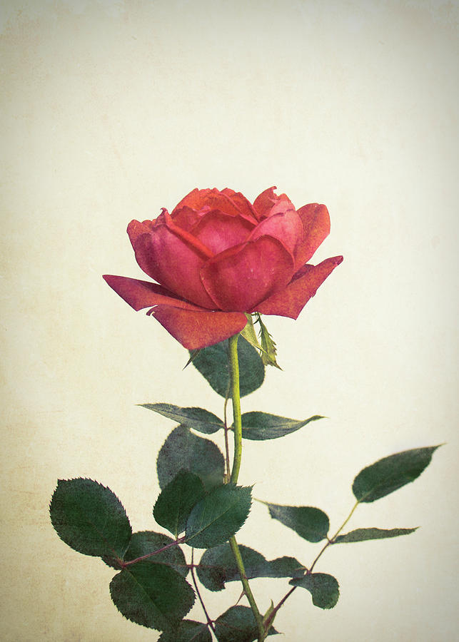 Rose #3 Photograph by Allin Sorenson