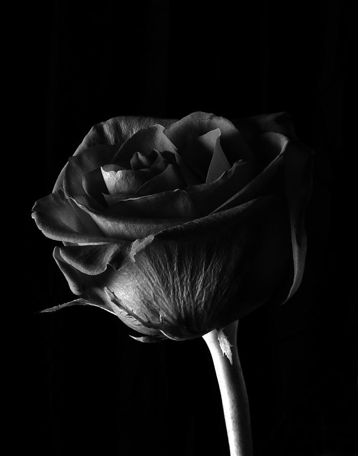 Rose #3, January 2017 Photograph by Robert Hopkins