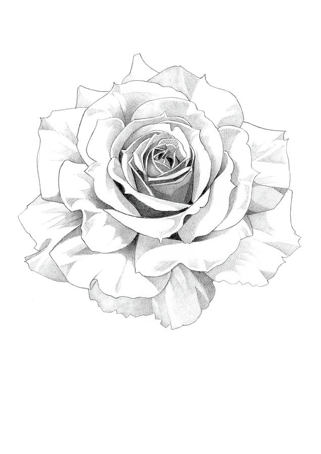 Rose Pencil Drawing 3 Drawing by Matthew Hack