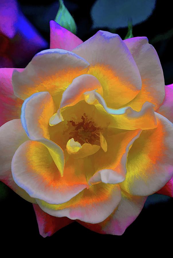 Flower Photograph - Rose 300 by Pamela Cooper