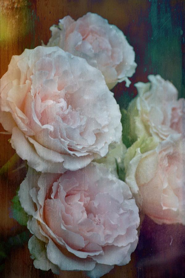 Flower Photograph - Rose 403 by Pamela Cooper