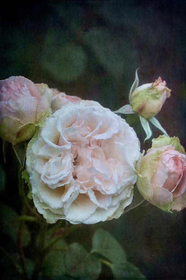Rose 404 Photograph by Pamela Cooper