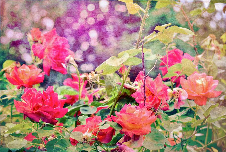 Flower Photograph - Rose 405 by Pamela Cooper