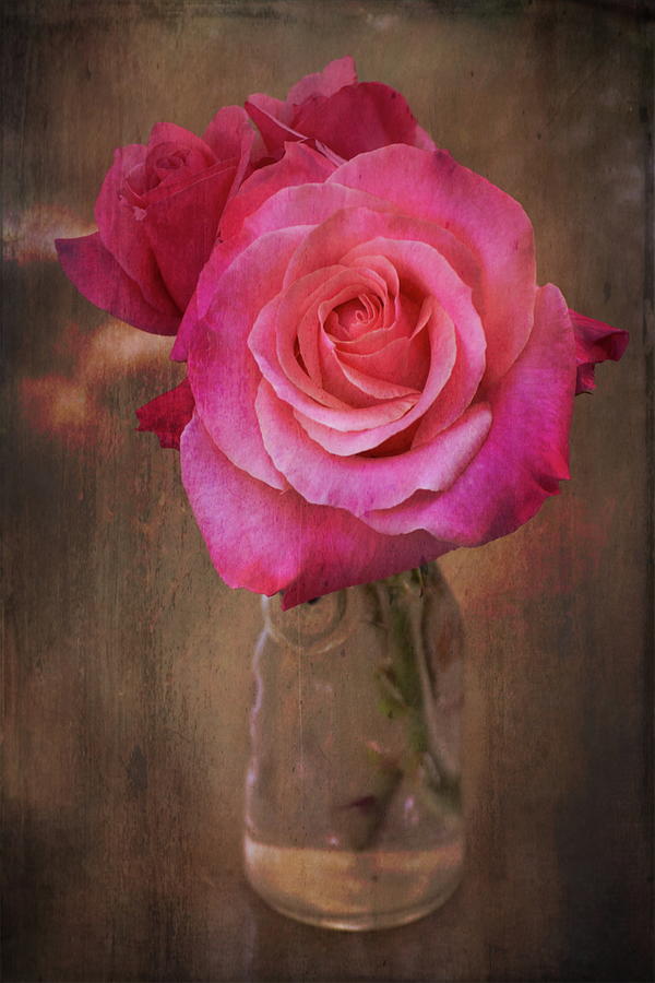 Rose 406 Photograph by Pamela Cooper