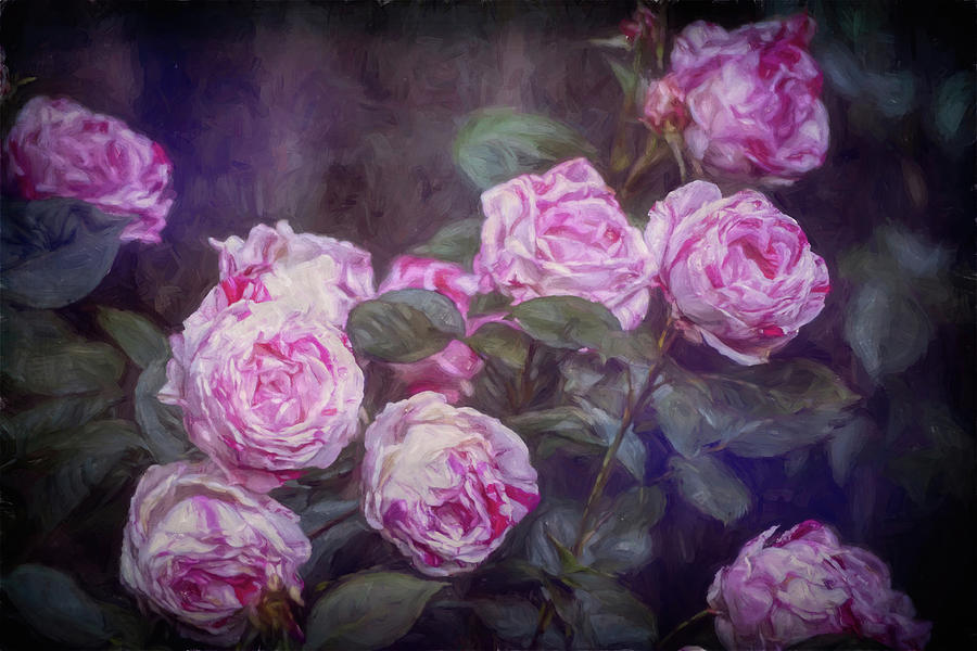 Flower Photograph - Rose 412 by Pamela Cooper