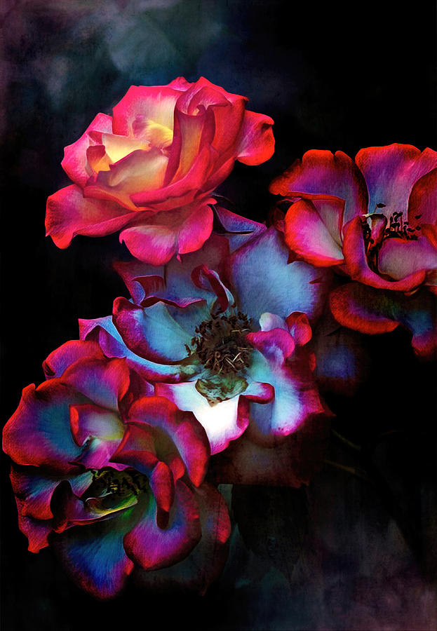 Flower Photograph - Rose 422 by Pamela Cooper