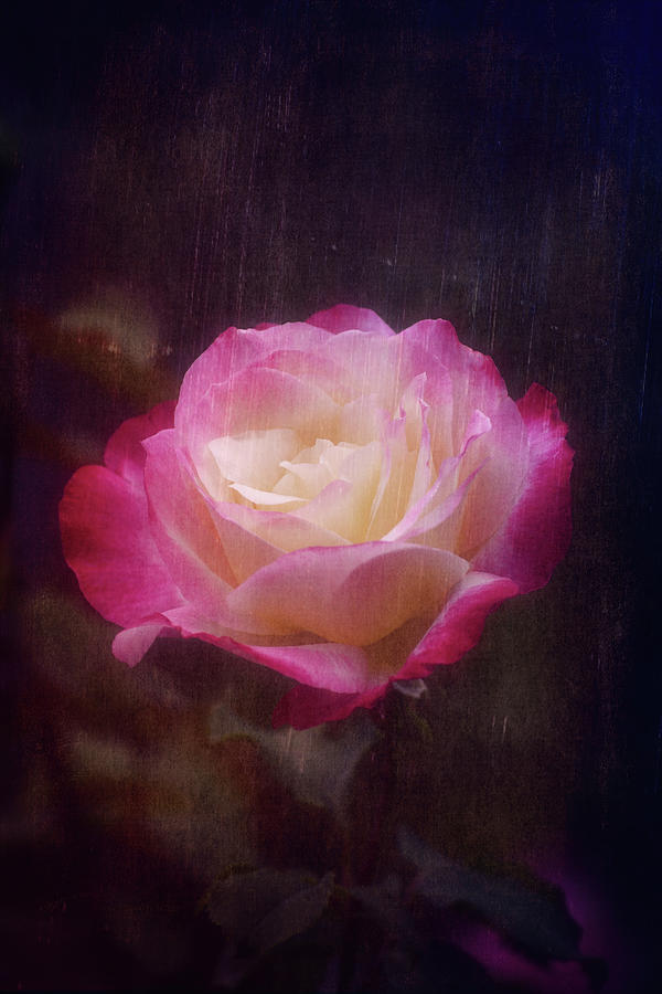 Flower Photograph - Rose 424 by Pamela Cooper