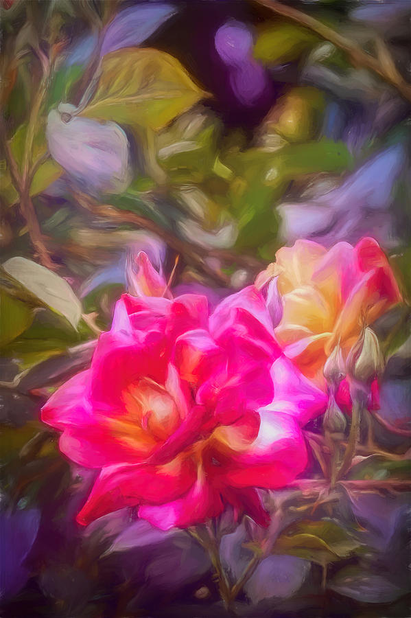 Flower Photograph - Rose 427 by Pamela Cooper