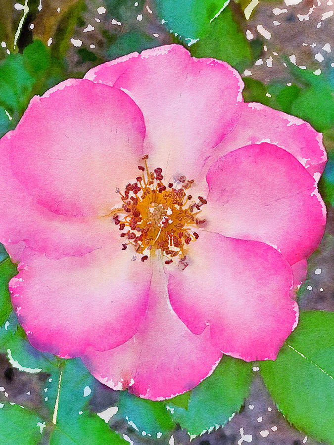 Flower Photograph - Rose 428 by Pamela Cooper