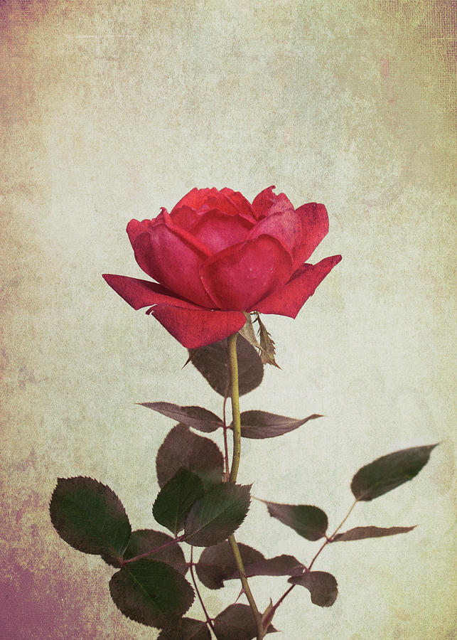Rose #5 Photograph by Allin Sorenson