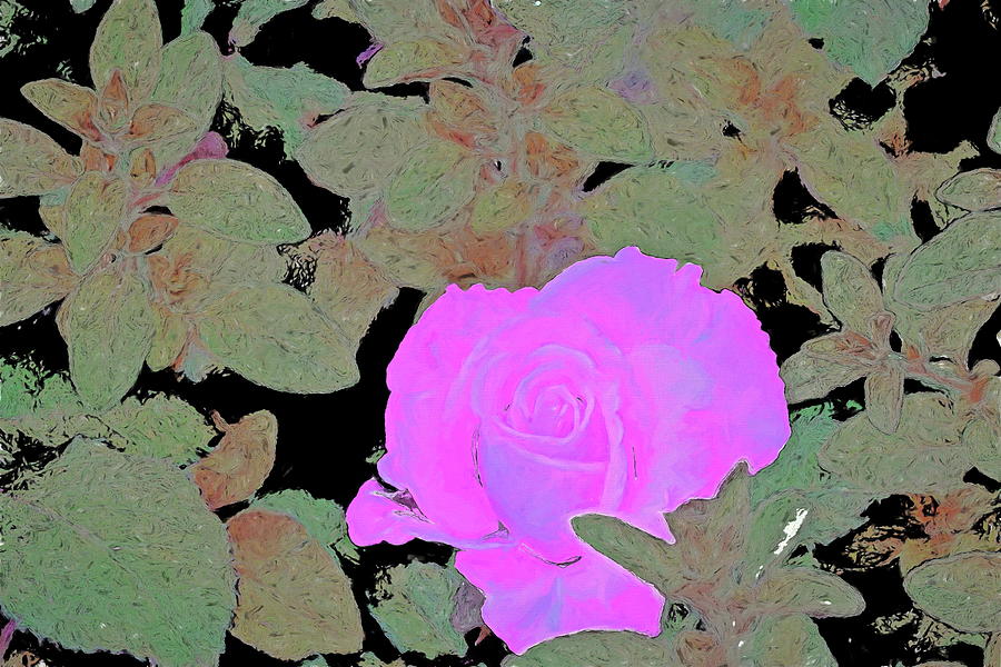 Flower Photograph - Rose 97 by Pamela Cooper