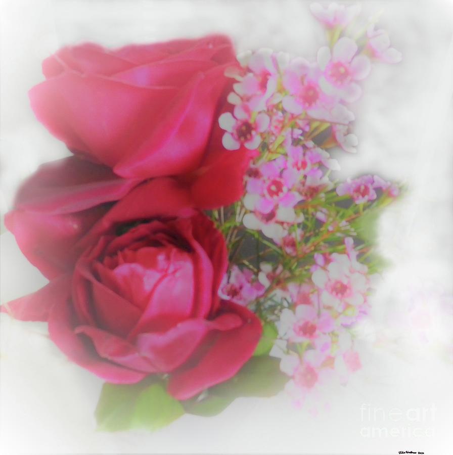 Nature Photograph - Rose a day by Julie Grimshaw