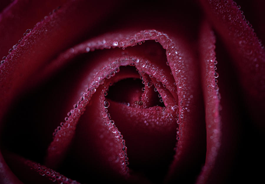 Rose, A portrait Photograph by Tony DiStefano