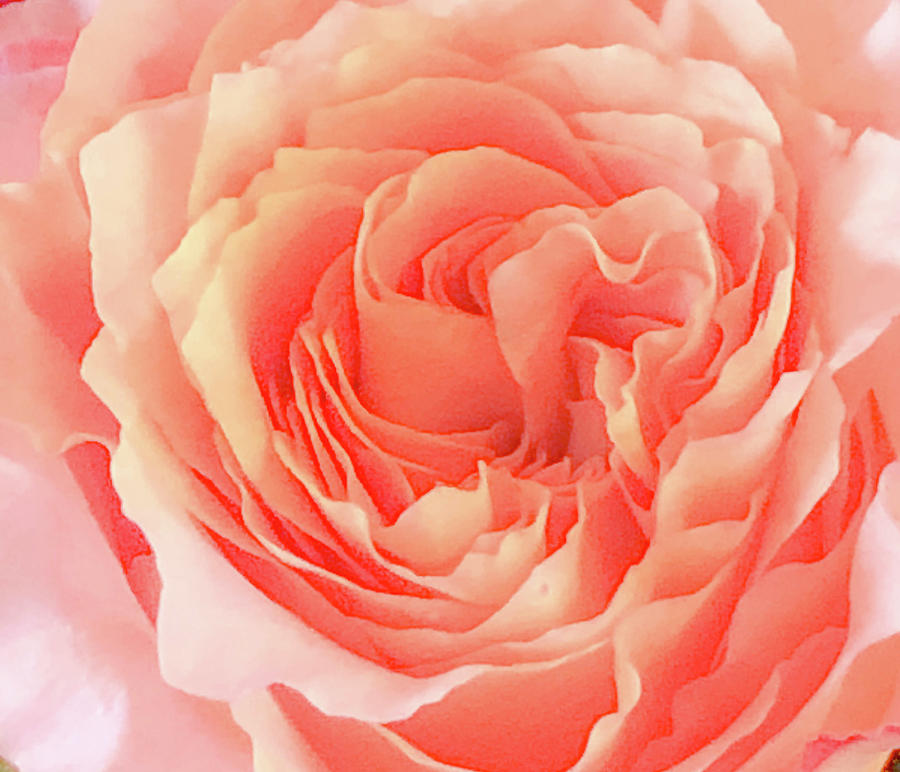 Rose Abstract Photograph by Lorraine Palumbo