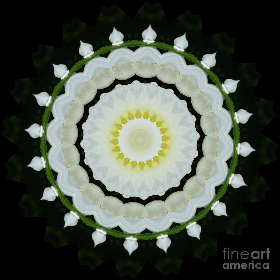 Rose Abstract Mandala - Nature Digital Art by Yvonne Johnstone