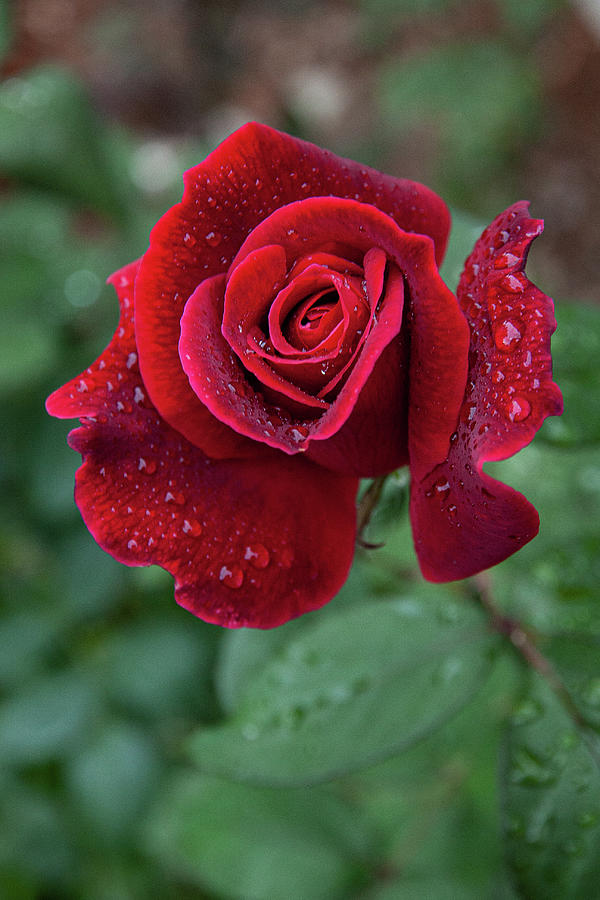 Rose After the Rain Photograph by Denise Kopko