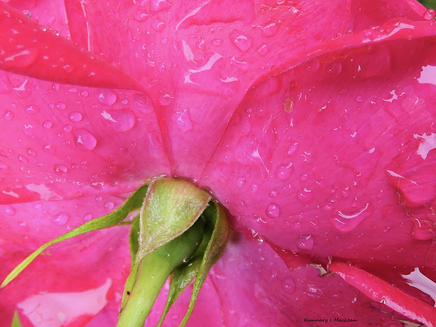 Rose After the Rain Photograph by Kimmary I MacLean