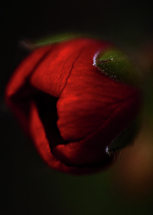 Rosebud Photograph by Al Fio Bonina