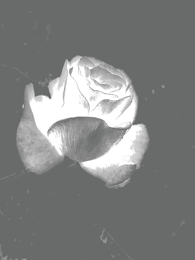 Rose Alone But Happy Night Digital Art