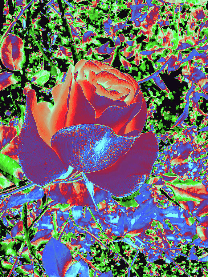 Rose Alone But Happy Red Blue Digital Art