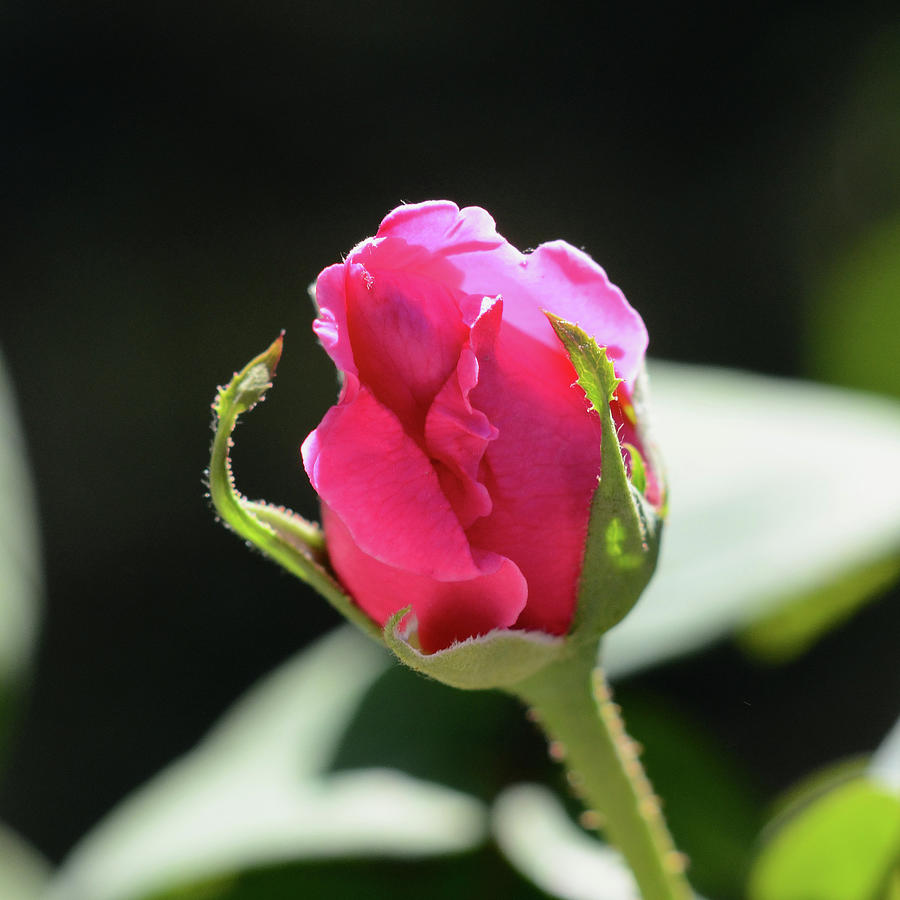 Rose Among The Thorns Photograph by Stephen Tulcus | Fine Art America