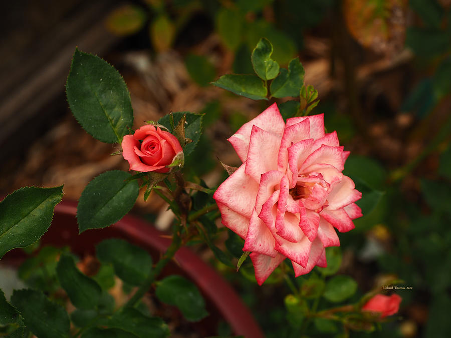 Rose and 2 Buds Photograph by Richard Thomas