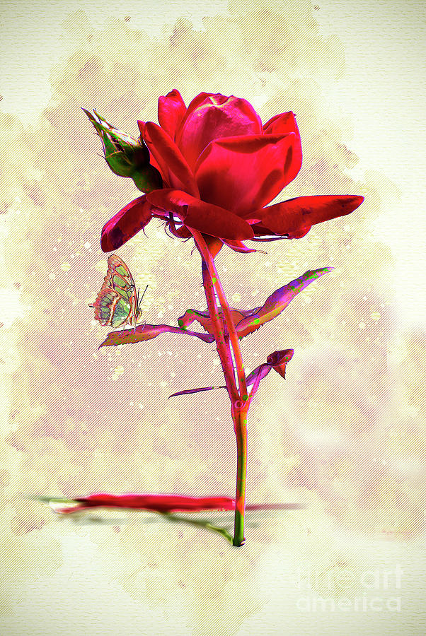 Rose And Butterfly Digital Art by Anthony Ellis
