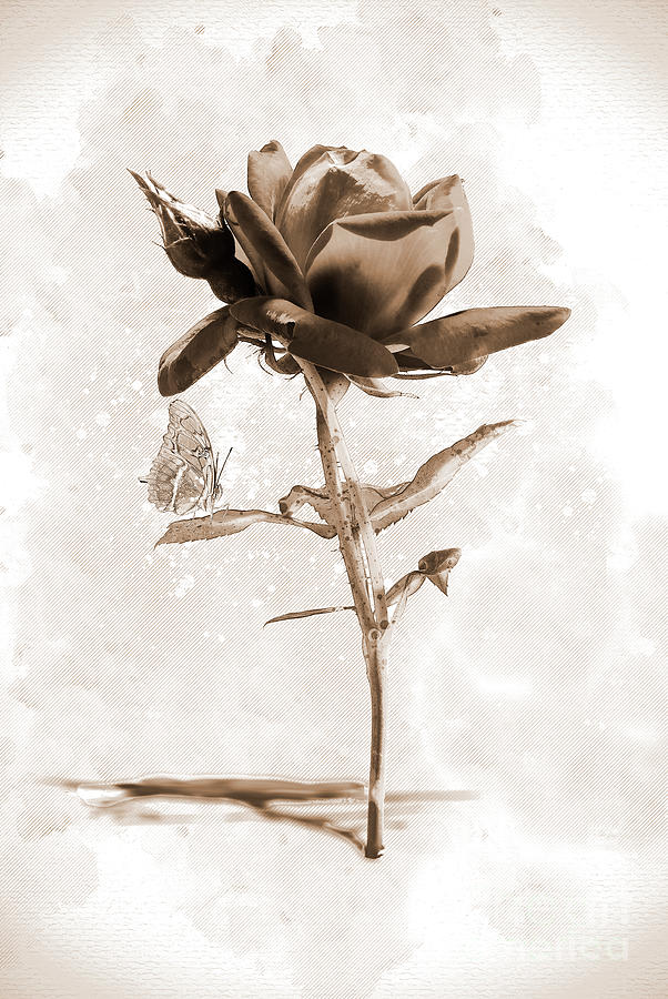 Rose And Butterfly - Sepia Digital Art by Anthony Ellis