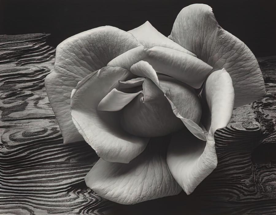 Rose and Driftwood BW Photograph by Ansel Adams