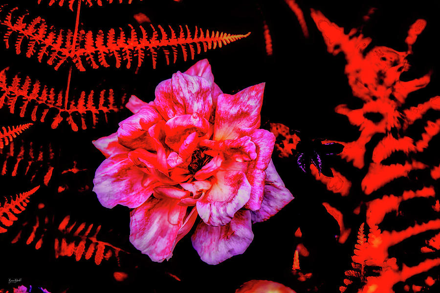 Rose And Fern Digital Art by Bruce Block