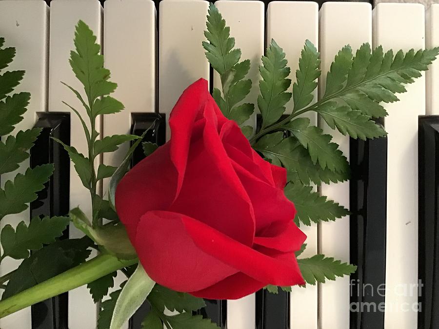 Rose and Keyboard featured Photograph by Catherine Wilson