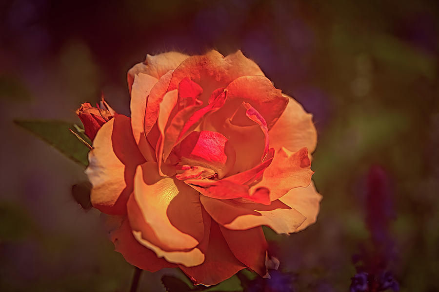Rose Mixed Media - Rose and light #l2 by Leif Sohlman