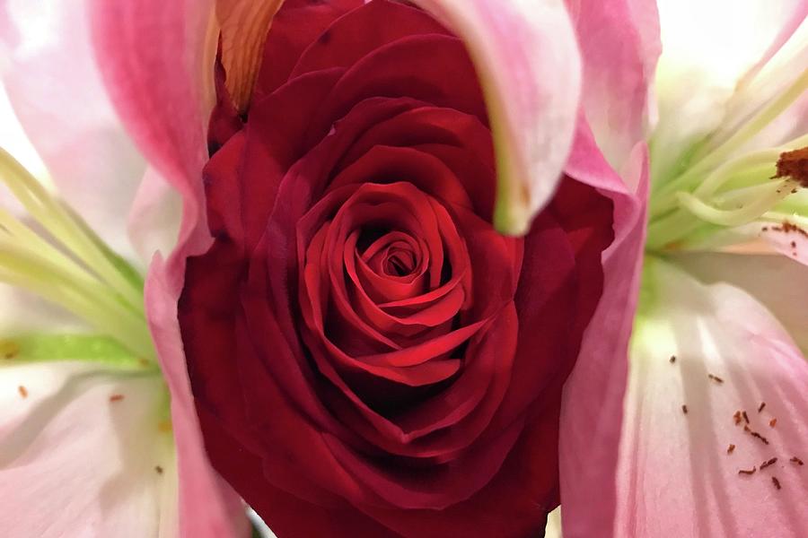 Rose and Lilies - Flower Macro - Valentines Day Photograph by Jason Politte