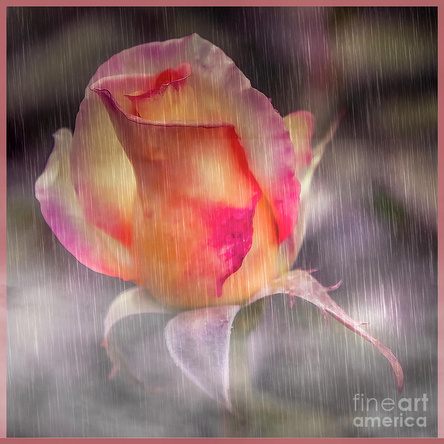 Rose and Rain Photograph by Barry Weiss
