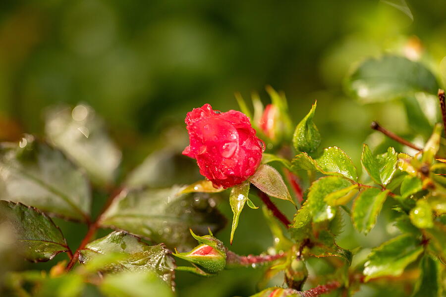 Rose And Raindrops in the Morning/Jurmala  Photograph by Aleksandrs Drozdovs