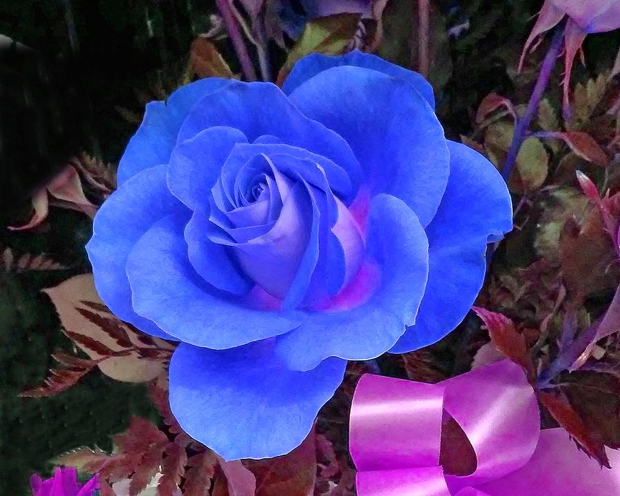 Rose and Ribbon Blue Photograph by Andrew Lawrence