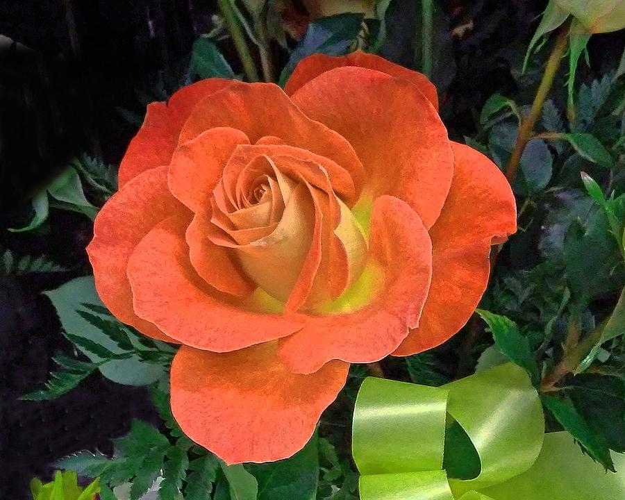 Rose and Ribbon Orange Photograph by Andrew Lawrence