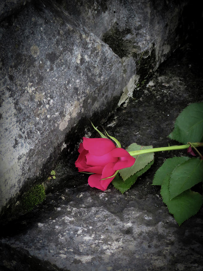 Rose and Stone Photograph by Vicky Edgerly