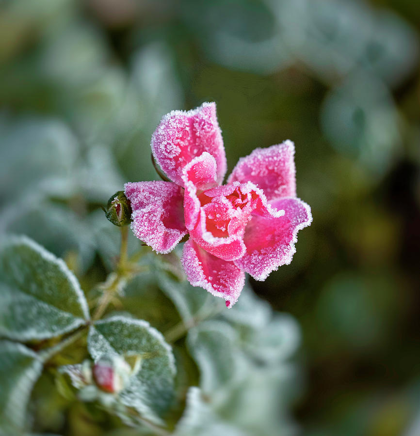 Rose And The First Frost Latvia  Photograph by Aleksandrs Drozdovs